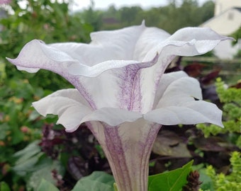 Purple Striped Beauty Datura | HIGHLY SCENTED | Striking Double Blooms | Datura metel | 15 SEEDS