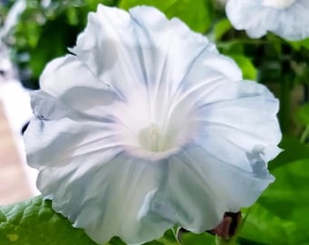 Yukiyama Japanese Morning Glory | Ipomoea Nil - Blooms 4 to 5 weeks from seed | 5 SEEDS