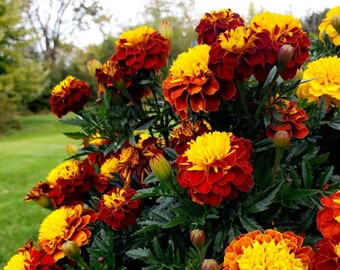 Marigold Hero Spry | Beautiful Annual Flower | 25+ SEEDS