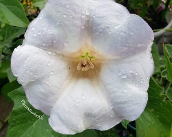 Parajuli Datura | RARE | Indian Thorn-apple | Datura metel | 10+ SEEDS