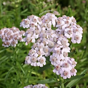 Love Parade Yarrow | Achillea sibirica var. camtschatica | Lovely Garden Perennial | 50+ SEEDS
