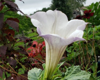 Mranaha Datura | RARE | Datura metel | 10 SEEDS