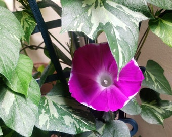 Cameo Elegance Morning Glory | Pretty for Hanging Baskets | 10 SEEDS