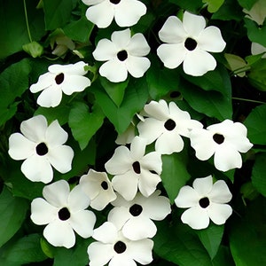 White Black-eyed Susan Vine | Thunbergia alata | Lovely white flowers! | 15 SEEDS