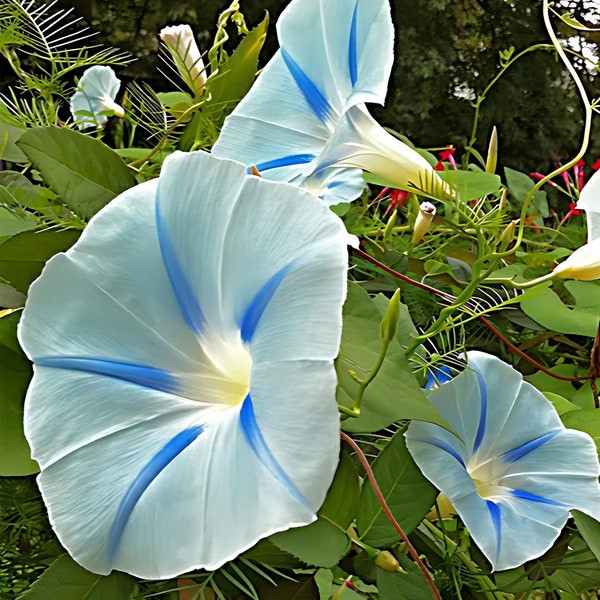 Blue Star Morning Glory (Ipomoea tricolor) Grannyvine | Beautiful Flowering Vine - Fast Growing | 20+ SEEDS