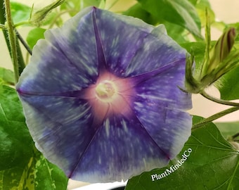 Starburst Stream Japanese Morning Glory | Ipomoea Nil - Blooms 4 to 5 weeks from seed | 5 SEEDS