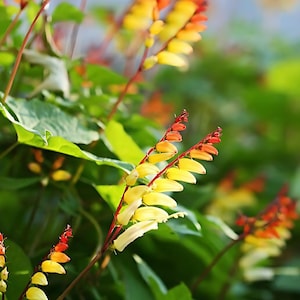 May include: Close-up of vibrant climbing plant with yellow, orange, and red flowers. The flowers are clustered along slender stems, with green leaves in the background. The image is well-lit, highlighting the plant's colors.