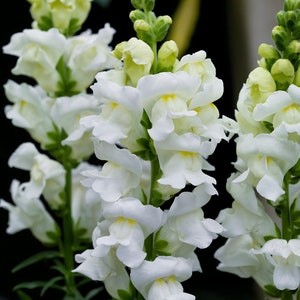 Snow White Snapdragon | Pristine Color & Old time favorite | 200+ SEEDS