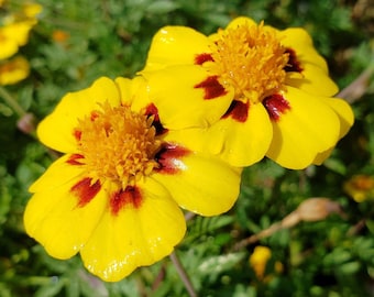 Marigold Naughty Marietta | Beautiful Annual Flower | 50+ SEEDS