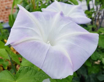 Lavender Blush Japanese Morning Glory | Ipomoea Nil - Blooms 4 to 5 weeks from seed | 7 SEEDS