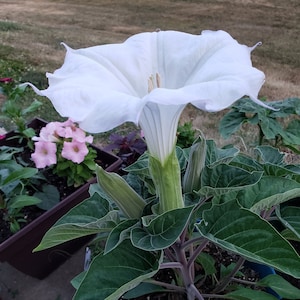 Sacred Datura | Thorn-apple | Datura Wrightii - Night Blooming Datura | 15+ SEEDS