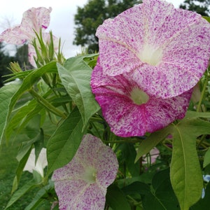 Raspberry Ice Japanese Morning Glory | Ipomoea Nil - Blooms 4 to 5 weeks from seed | Spotted Splash Blooms | 7 SEEDS