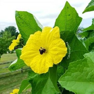 Loofah Sponge | Luffa aegyptiaca | Sponge Gourd | Attracts pollinators and Beautiful Yellow Flowers | Prolific Vine | 15 SEEDS