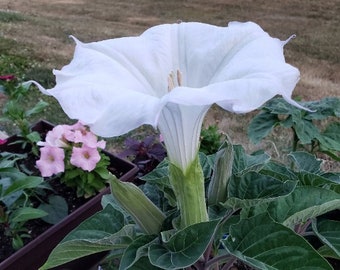 LIVE PLANT | Sacred Datura | Striking Blooms | Datura Wrightii | *** Read Description ***