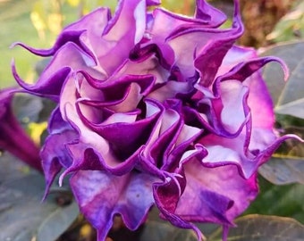 LIVE PLANT | Datura - Black Currant Swirl | Striking Blooms | *** Read Description ***