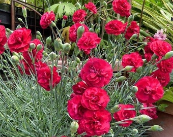 RED CARNATION "Etincellant" | Heirloom | Cottage Gardens | Aromatic | 50+ SEEDS