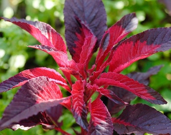 Amaranthus 'Early Splendor' | Striking Color | Joseph's Coat | Summer Poinsettia | 50 SEEDS