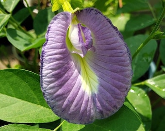 Lavender Butterfly Pea Vine | Clitoria ternatea | Beautiful Flower | 7 SEEDS