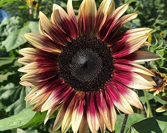 Cherry Rose Sunflower | Early Bloomer | Helianthus annuus | 15+ SEEDS