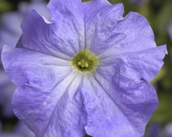Tritunia™ Sky Blue Petunia | Pelleted Seeds | LOVELY Large Blooms | 25 Seeds