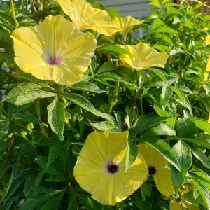 Ipomoea tuberculata RARE Yellow Morning Glory Please read the description 5 SEEDS image 4