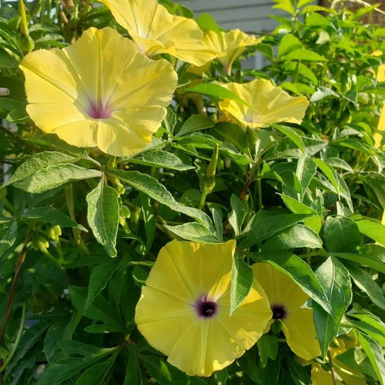 Ipomoea tuberculata RARE Yellow Morning Glory Please read the description 5 SEEDS image 4