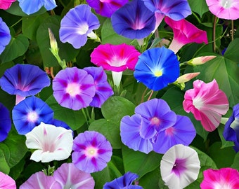 LOVELY Morning Glory Mix | * Please Read Description * | Ipomoea purpurea | 25+ SEEDS