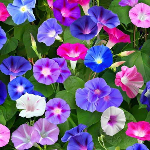 LOVELY Morning Glory Mix | * Please Read Description * | Ipomoea purpurea | 25+ SEEDS