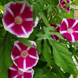 Rosita Japanese Morning Glory | Ipomoea Nil | Blooms 4 to 5 weeks from seed | 10 SEEDS