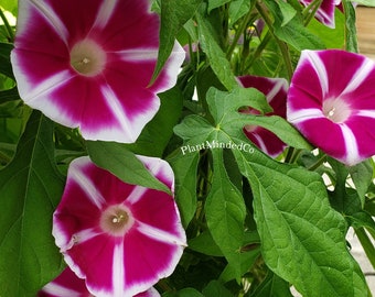 Rosita Japanese Morning Glory | Ipomoea Nil | Blooms 4 to 5 weeks from seed | 10 SEEDS