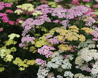 Yarrow "Colorado" | Achillea millefolium | Heirloom Garden Perennial | 50+ SEEDS