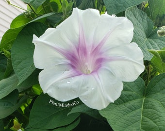 Morning Glory 'First Love' | Ipomoea purpurea | Lovely blooming vine | 10 SEEDS