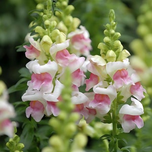 Appleblossom Snapdragon | Sweet Color & Old time favorite | 200+ SEEDS