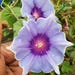Kikyo Snowflakes Japanese Morning Glory 6 Seeds