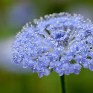 Blue Lace Flower | Didiscus caeruleus | Great Filler | Heirloom Garden Perennial | 20+ SEEDS