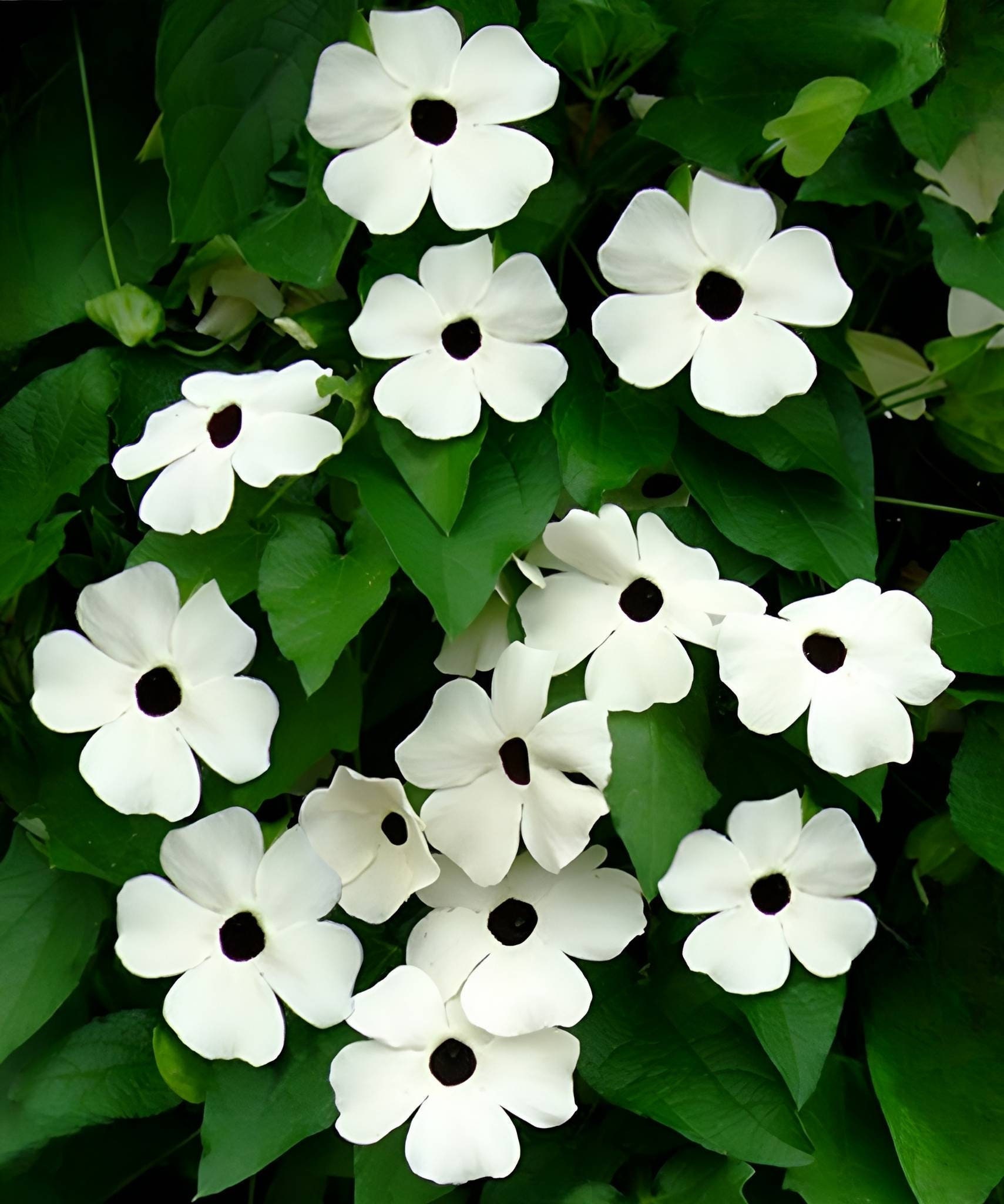 15+ Cup And Saucer Vine Plant