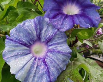 Stream of Kamo River Japanese Morning Glory | Ipomoea Nil - Blooms 4 to 5 weeks from seed | 5 SEEDS