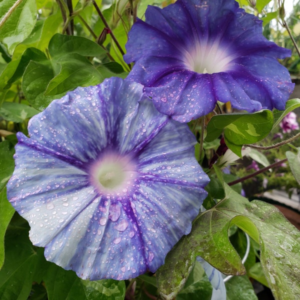 Stream of Kamo River Japanese Morning Glory | Ipomoea Nil - Blooms 4 to 5 weeks from seed | 5 SEEDS