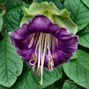 Cup and Saucer Vine | Cathedral Bells | Cobaea Scandens | 10 SEEDS