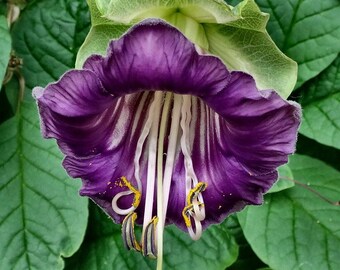 Cup and Saucer Vine | Cathedral Bells | Cobea Scandens | 10 SEEDS