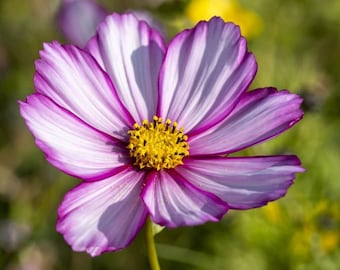 Candy Stripe Cosmos |  Beautiful Annual Flowers | Cosmos bipinnatus | 50+ SEEDS