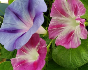 May include: Close-up of three morning glory flowers in full bloom. One flower is a soft blue with purple veining, and the other two are shades of pink and white. The flowers are surrounded by green leaves, creating a vibrant and natural scene.