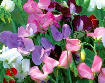 Royal Family Sweet Pea Vine | Lathyrus odoratus | Beautiful colorful flowers! | 25 SEEDS