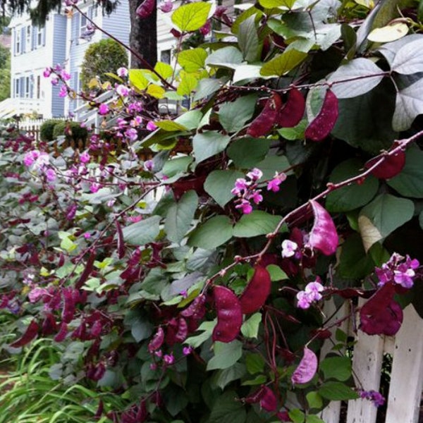 Purple Hyacinth Bean Vine - Lablab purpureus - Beautiful mahogany veined leaves | 7 SEEDS