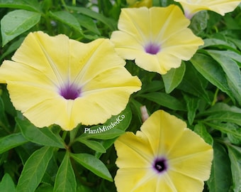 Ipomoea tuberculata | RARE | Yellow Morning Glory | * Please read the description * | 5 SEEDS