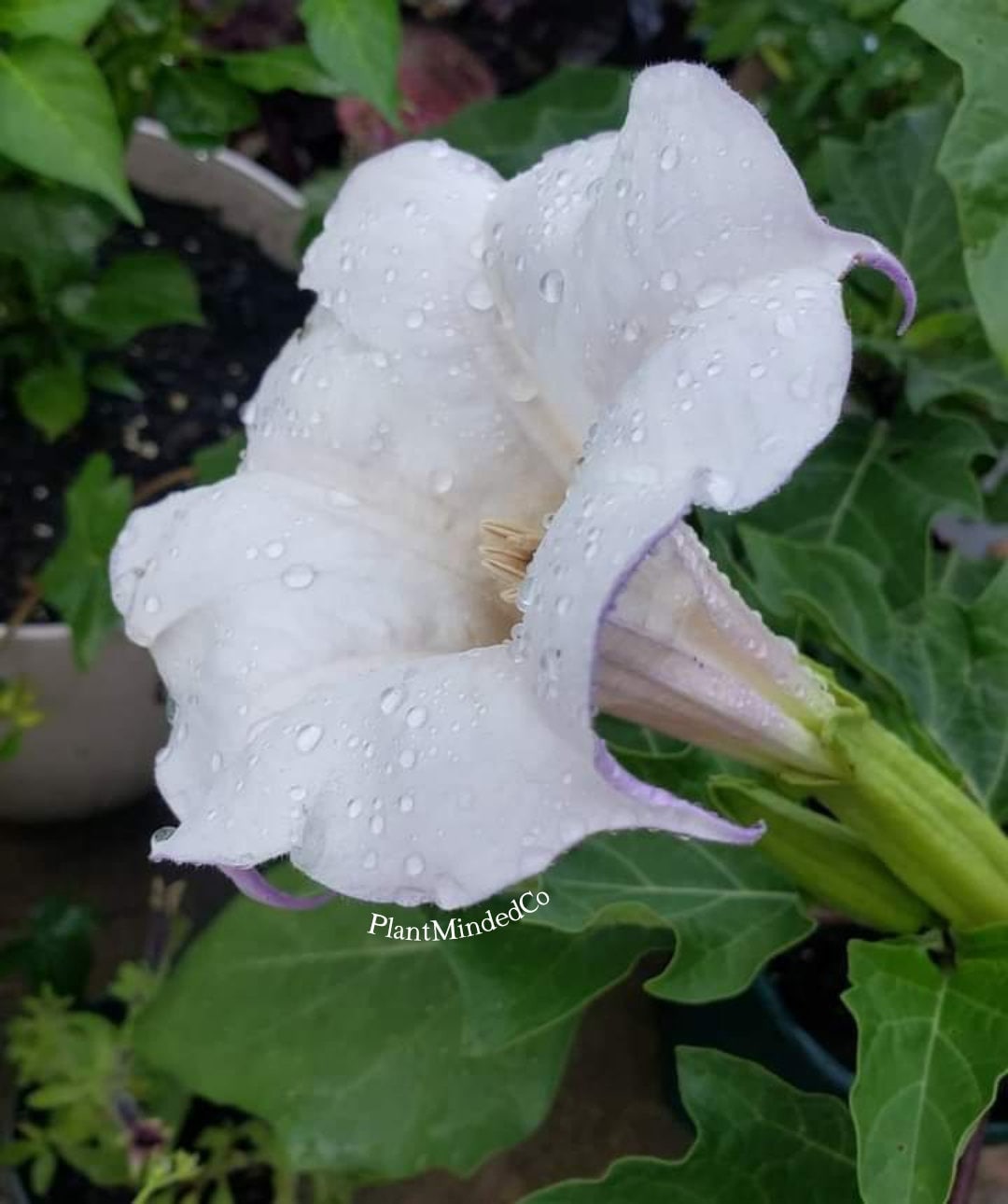 Vintage illustration of Datura stramonium with trumpet shaped flowers, used  in traditional medicine to relieve asthma. It is also hallucinogenic and  deliriant, toxic in quantity Stock Photo - Alamy, image size:1080x1290