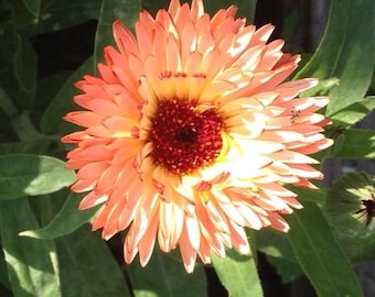 Calendula Triangle Flashback | A.K.A. Zeolights | Organic Pot Marigold | 40+ SEEDS