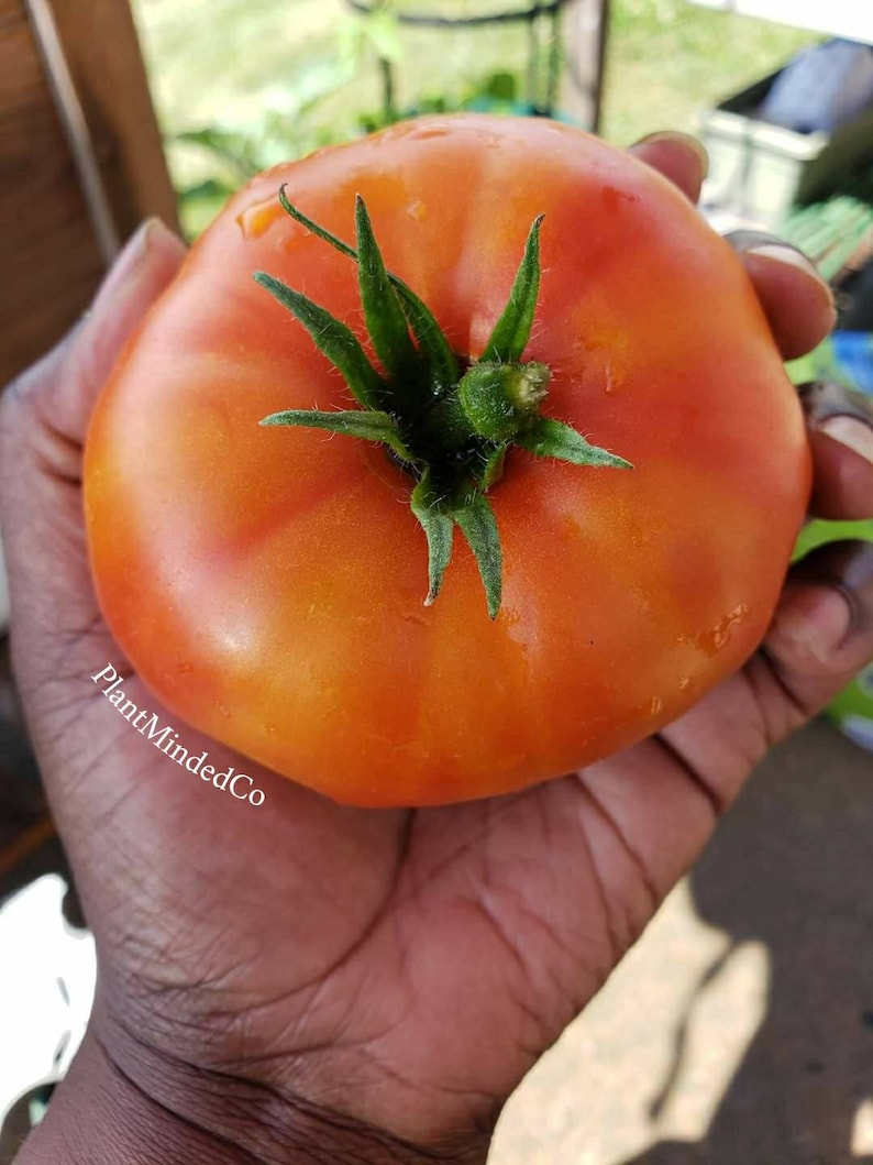 BIG RED TOMATO Heirloom the Original Great Tasting Etsy