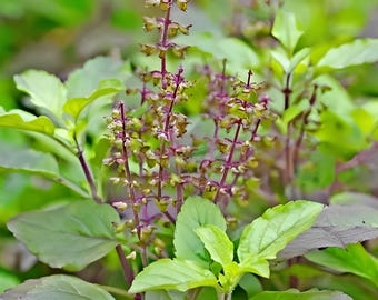 May include: Close-up of a basil plant with green leaves and purple stems. The plant has small, delicate purple flowers. The leaves are a vibrant green color, and the overall image is well-lit and detailed.