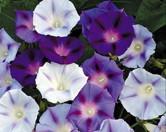 Hazelwood Blues Morning Glory | Ipomoea purpurea | Lovely blooming vine | 20+ SEEDS